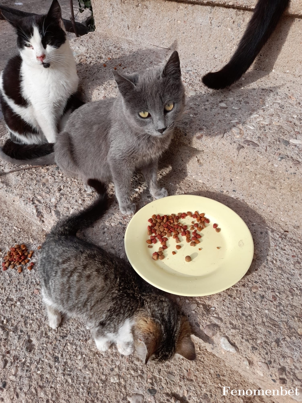 Bucali354555 tarafından paylaşıldı