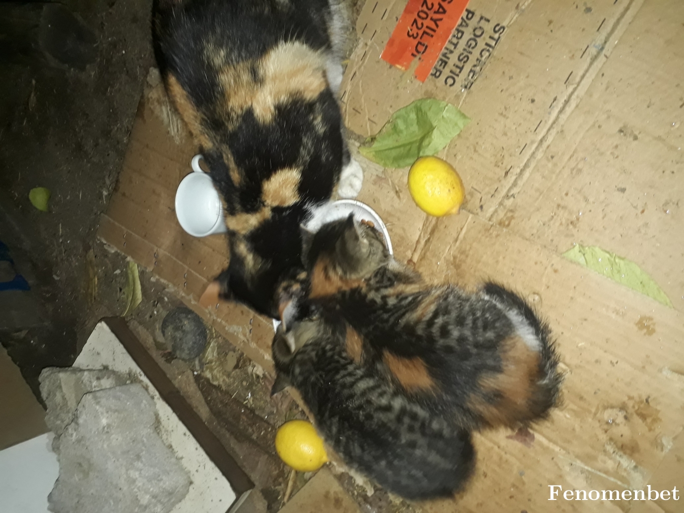 Furyman  tarafından paylaşıldı