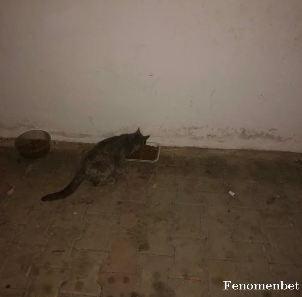 Kaybedena tarafından paylaşıldı