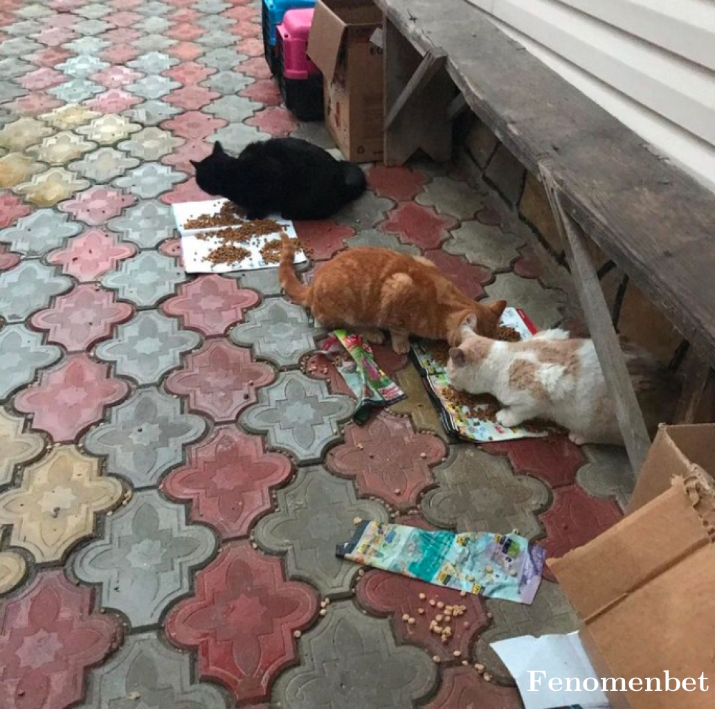 eray75 tarafından paylaşıldı