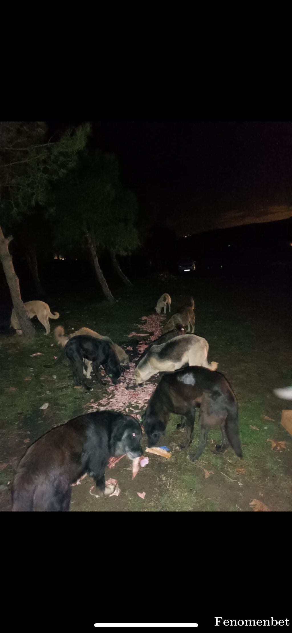 ademsho123 tarafından paylaşıldı