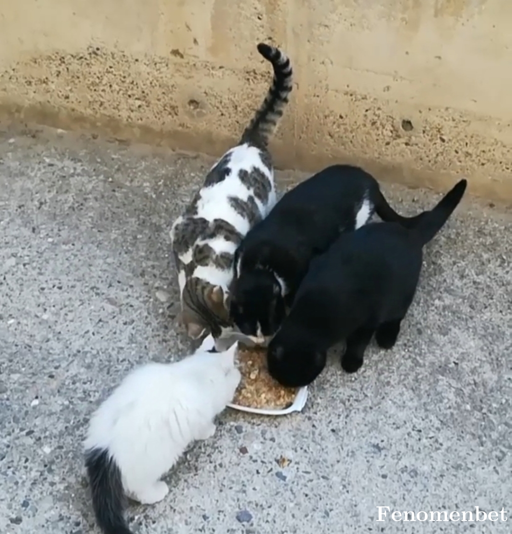sgpkjmr tarafından paylaşıldı