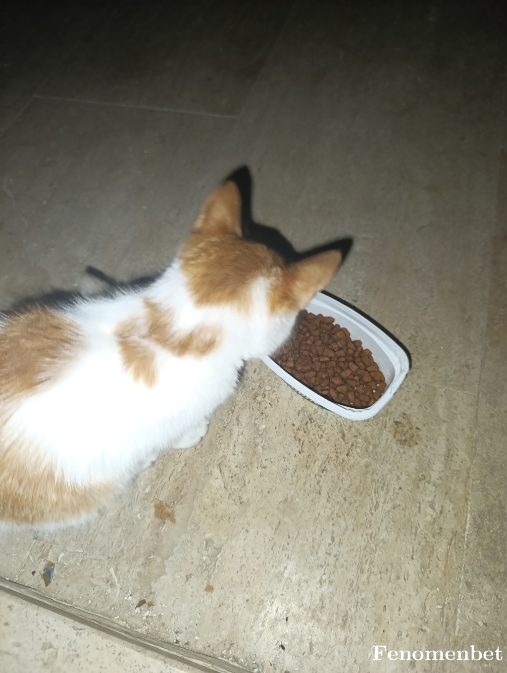 Fattammm tarafından paylaşıldı