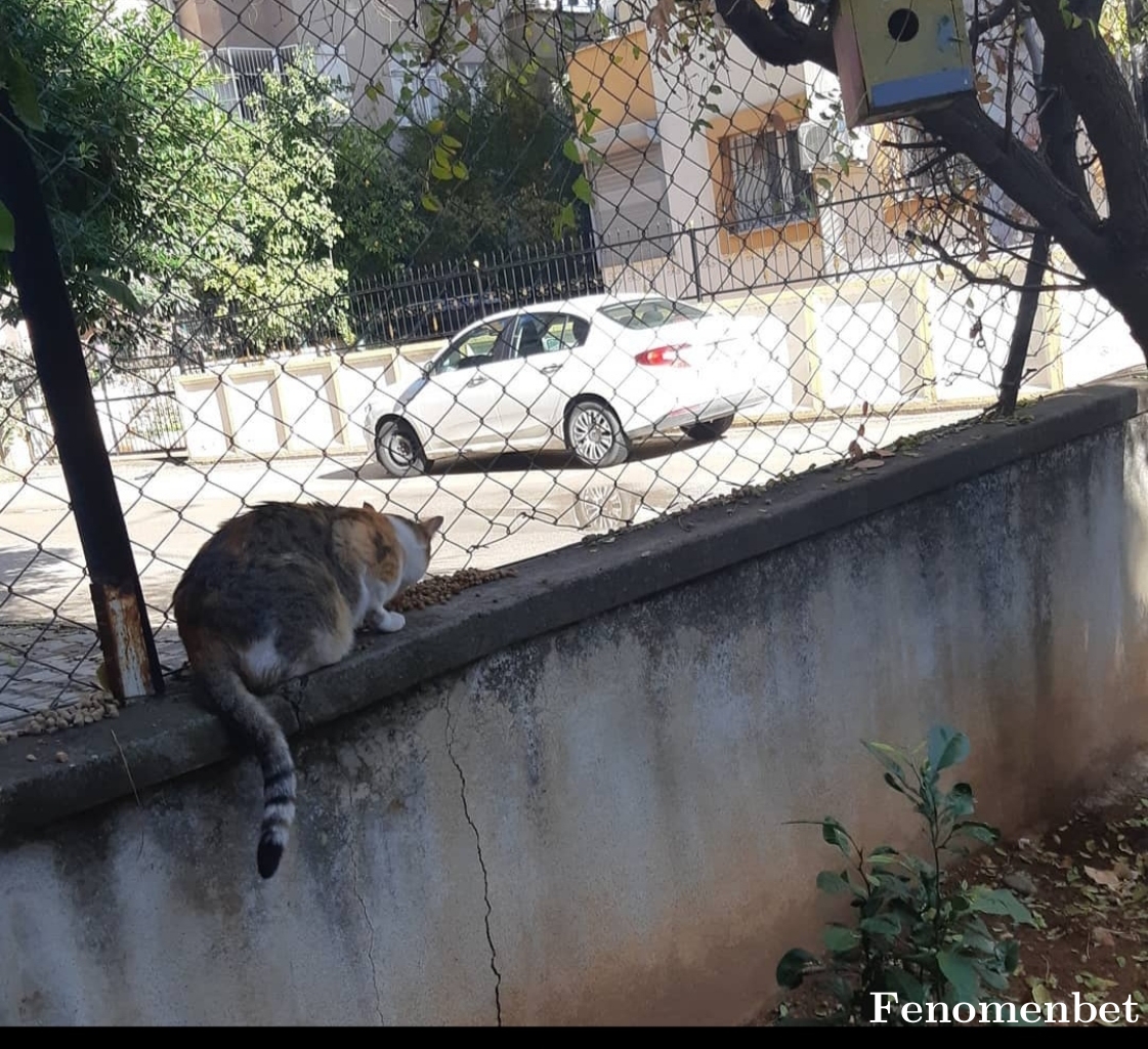 Busradulek07  tarafından paylaşıldı