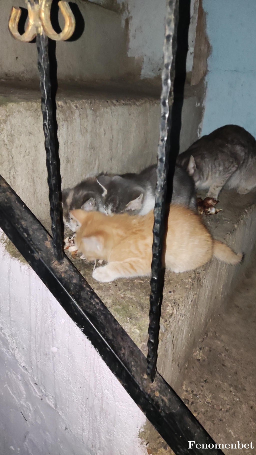 Alpagooo  tarafından paylaşıldı