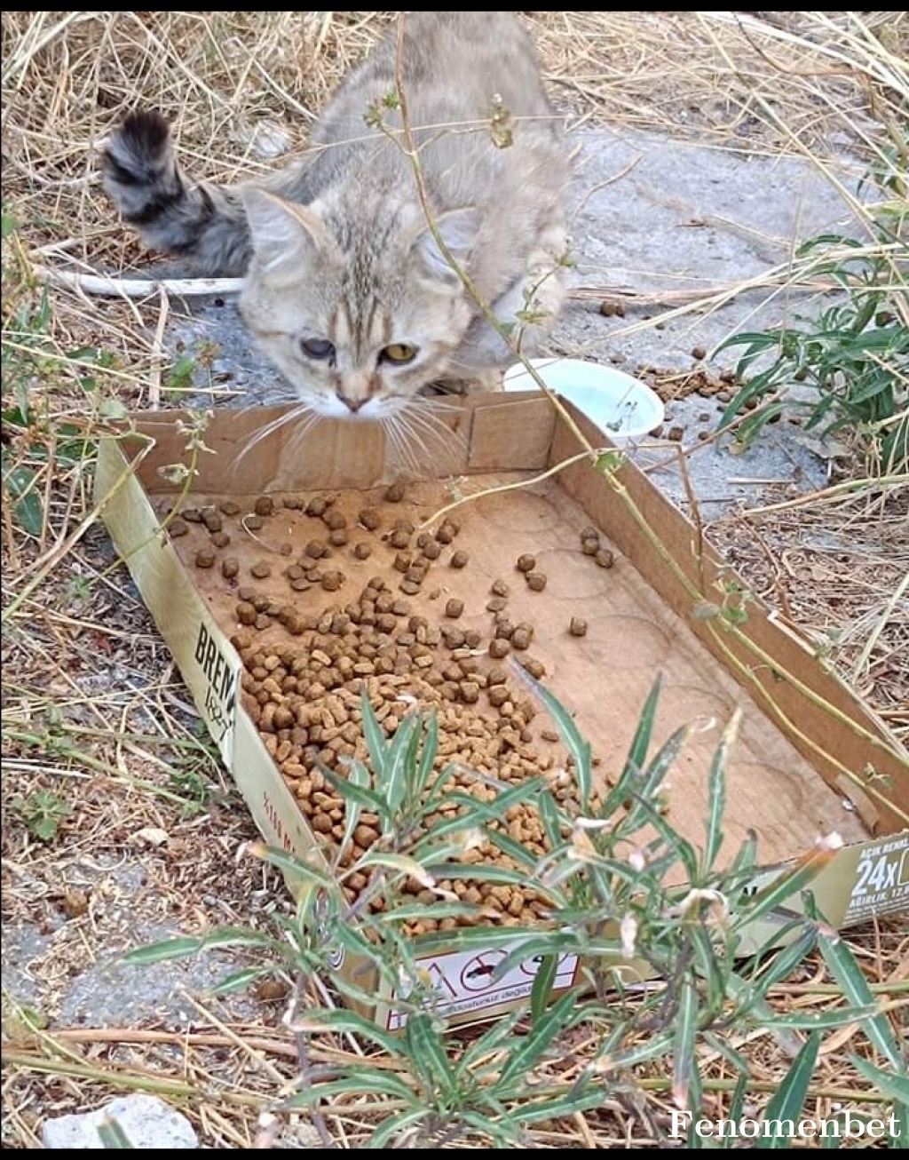 Djenbia1 tarafından paylaşıldı