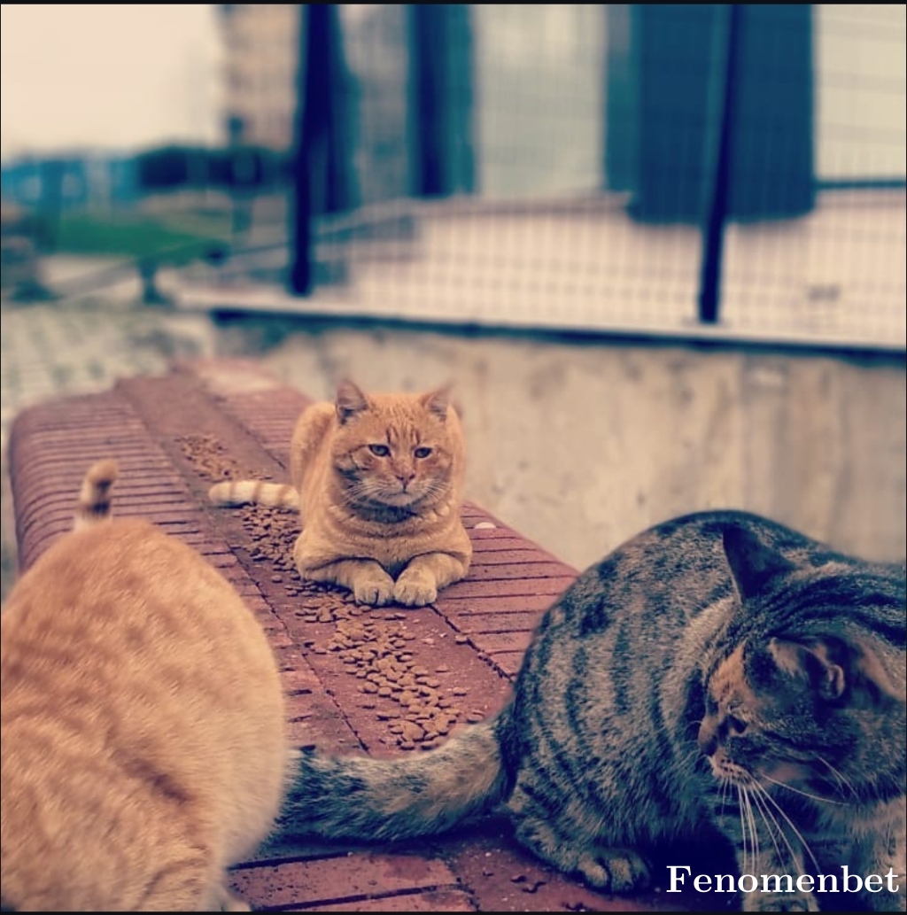fatih5564 tarafından paylaşıldı