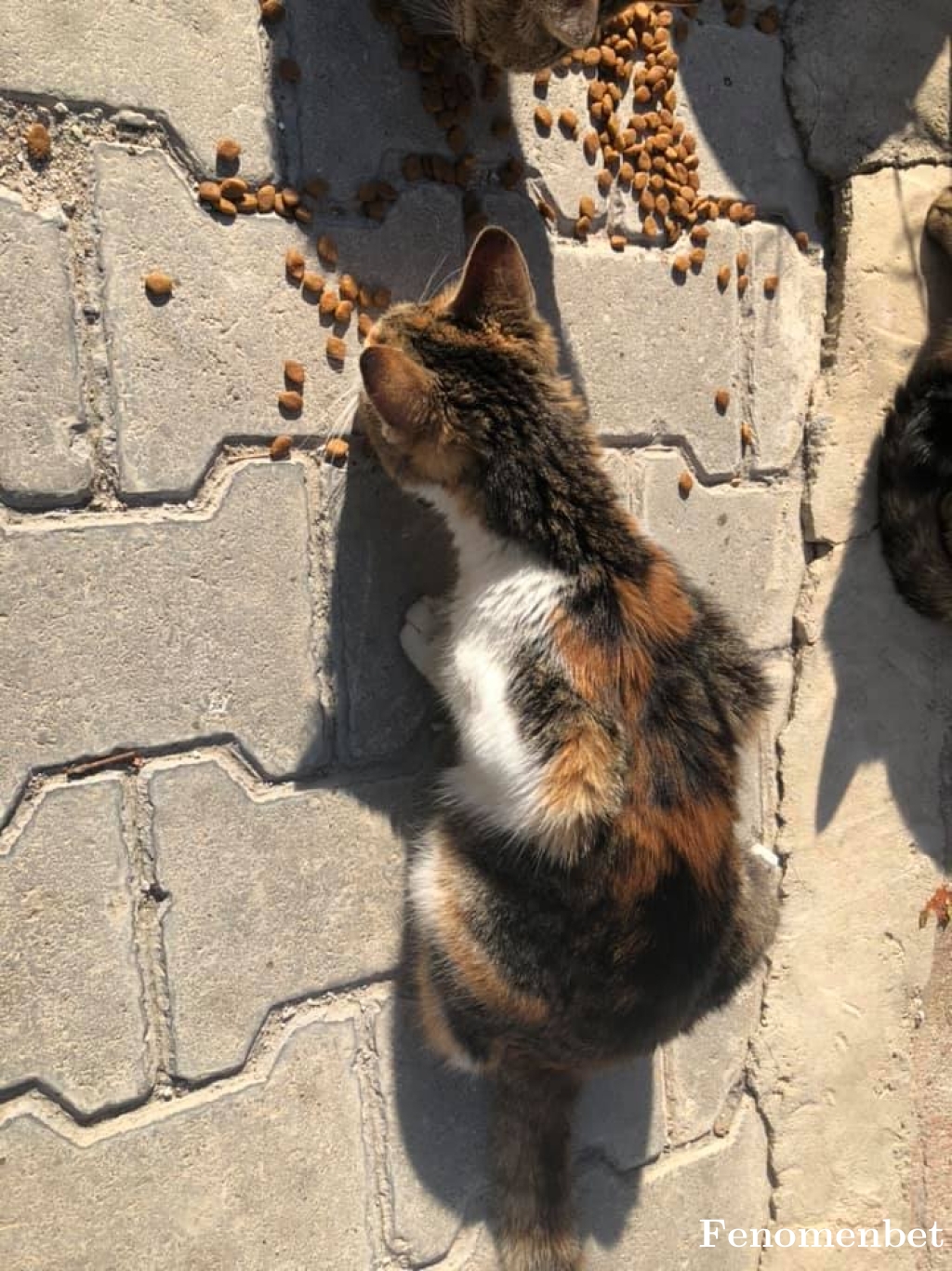 Tolgaadkmn tarafından paylaşıldı
