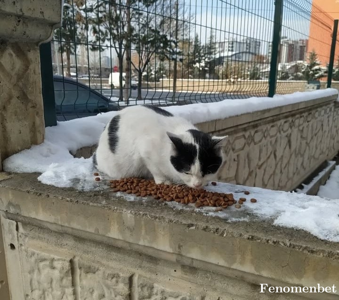 Minok13 tarafından paylaşıldı