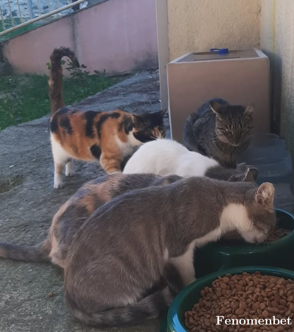 Cnrdrn tarafından paylaşıldı