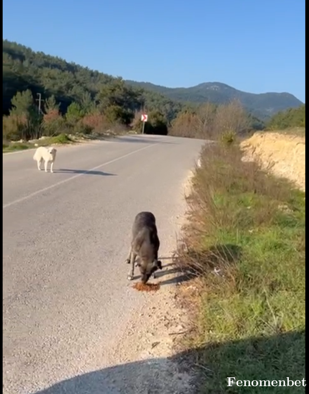 pawsmania tarafından paylaşıldı
