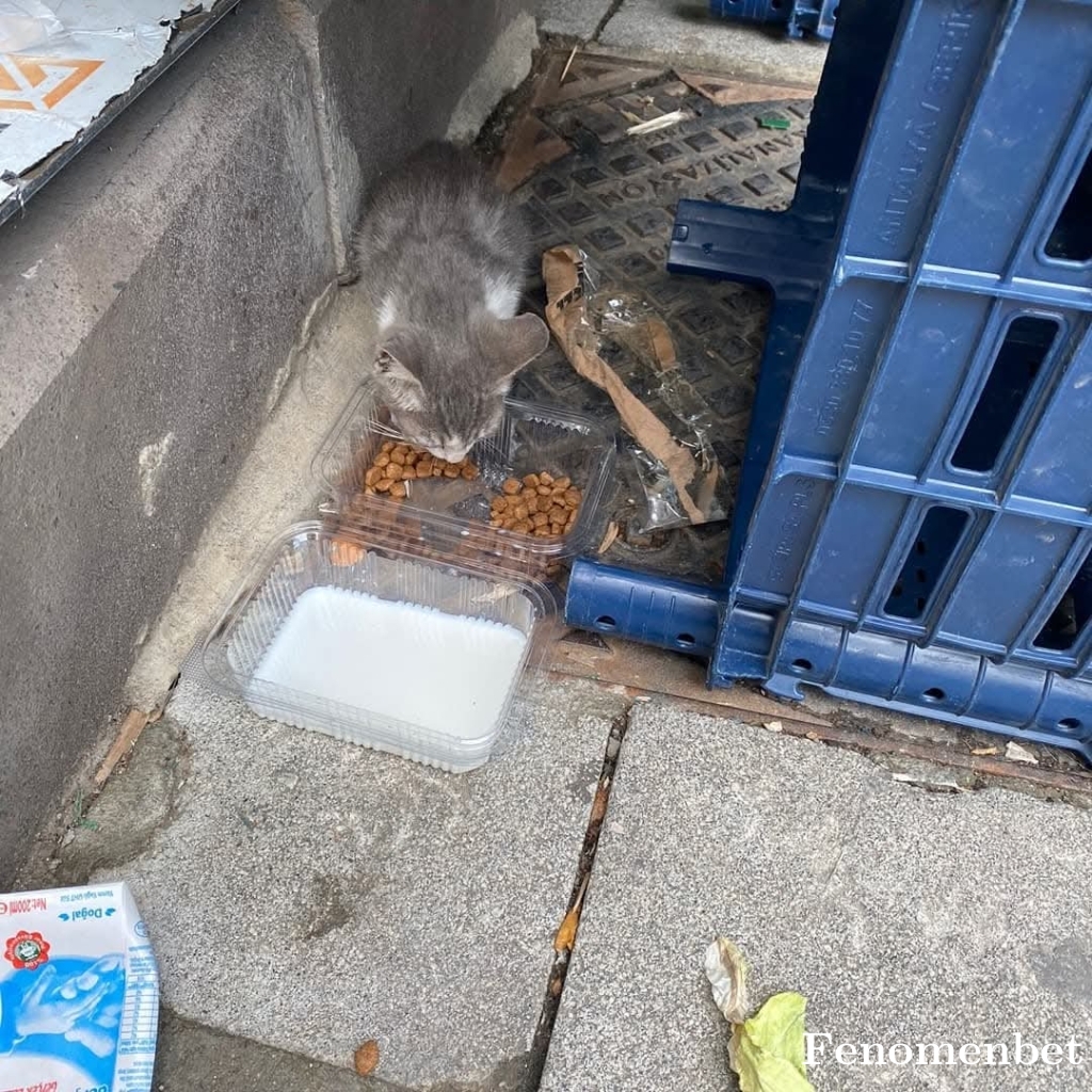 xxxyyyxxx tarafından paylaşıldı