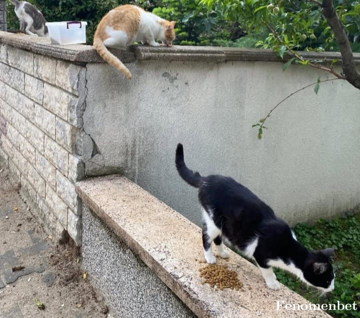 Fadis42 tarafından paylaşıldı