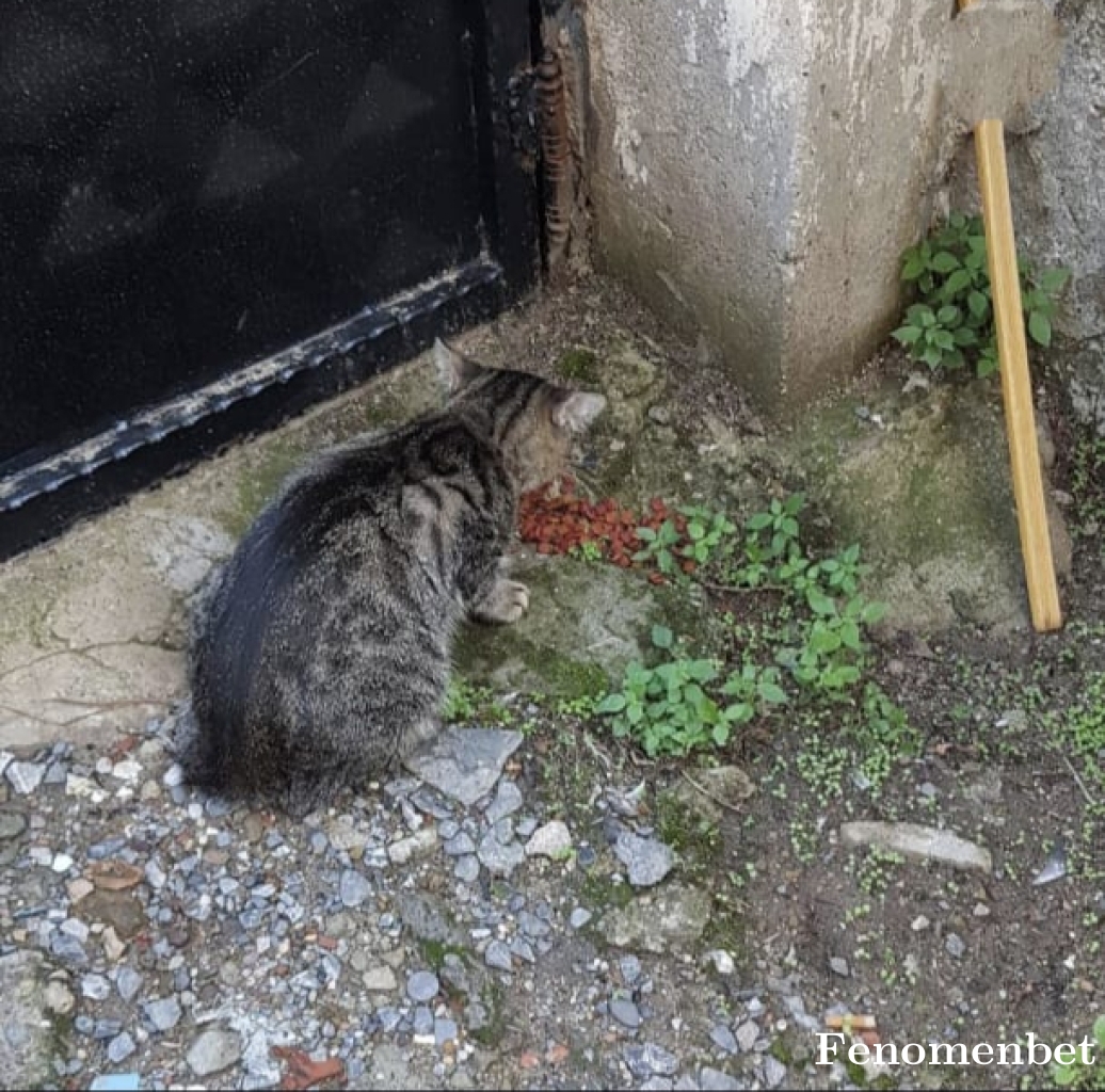 zeyneporg tarafından paylaşıldı