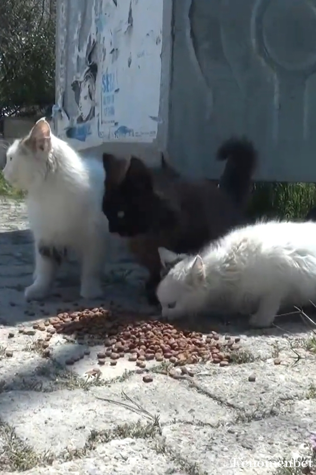 Sekomiyero tarafından paylaşıldı
