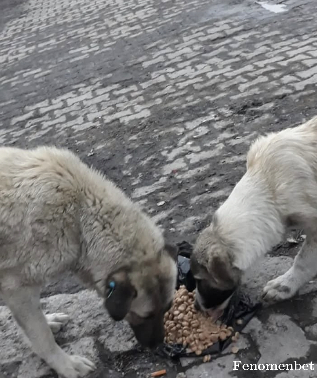 memoo255 tarafından paylaşıldı