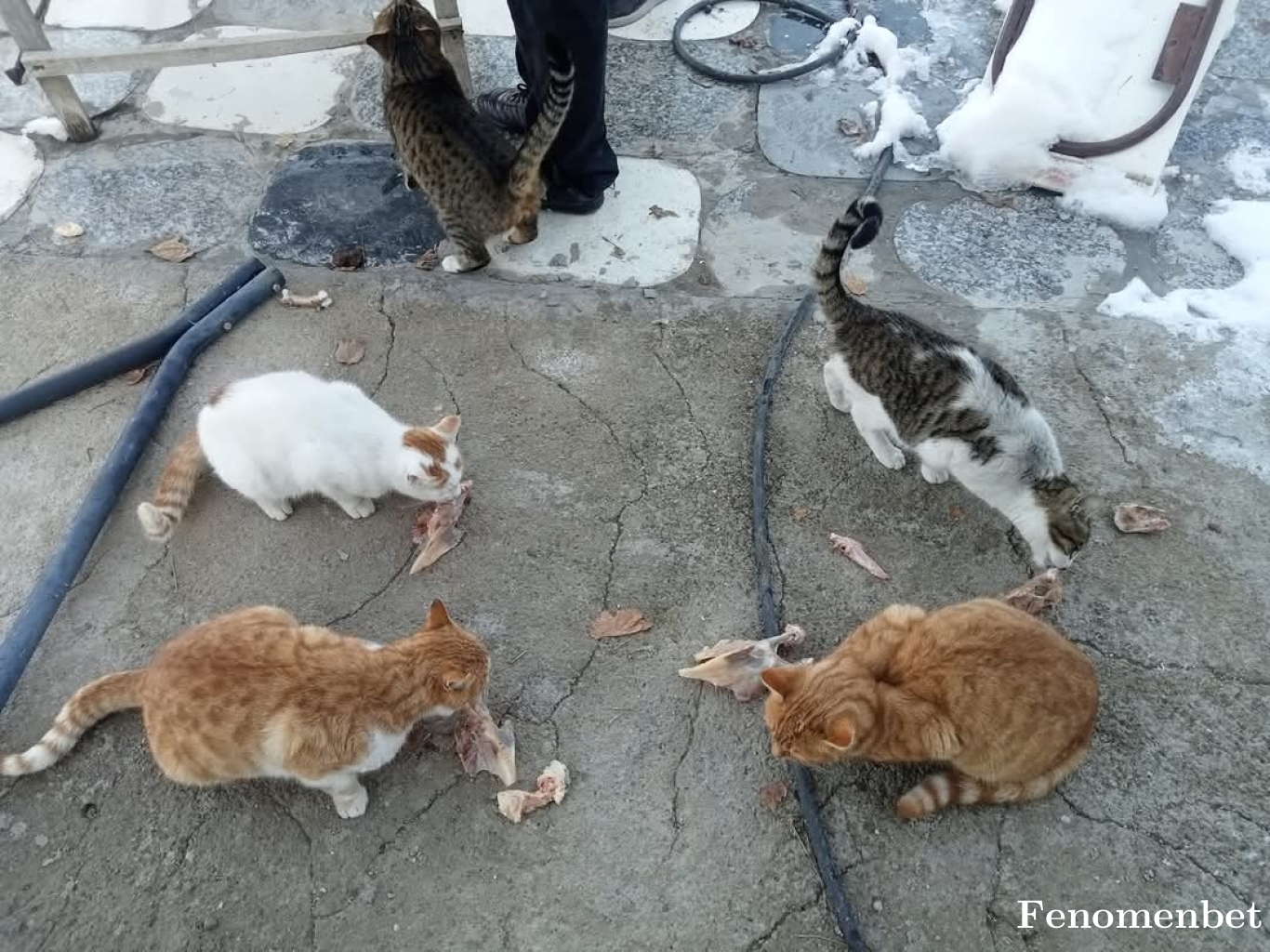 Asakira tarafından paylaşıldı