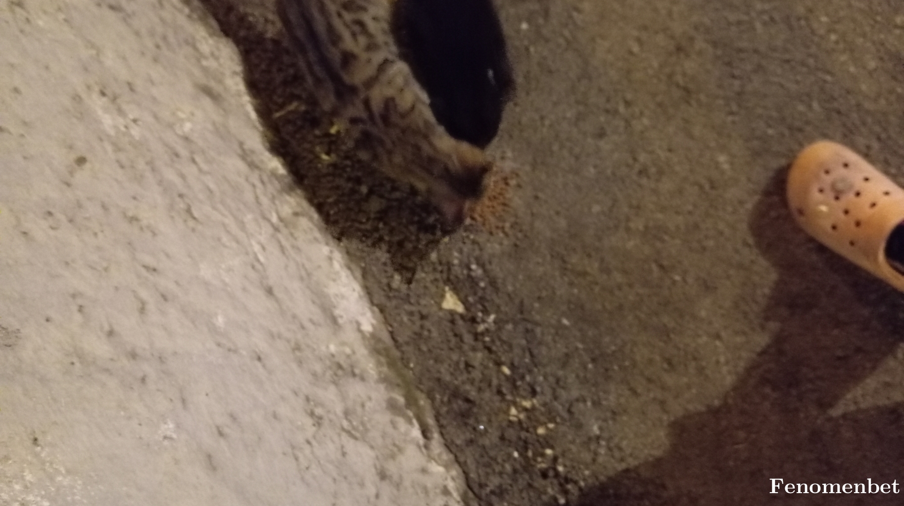 Elfdnmz  tarafından paylaşıldı