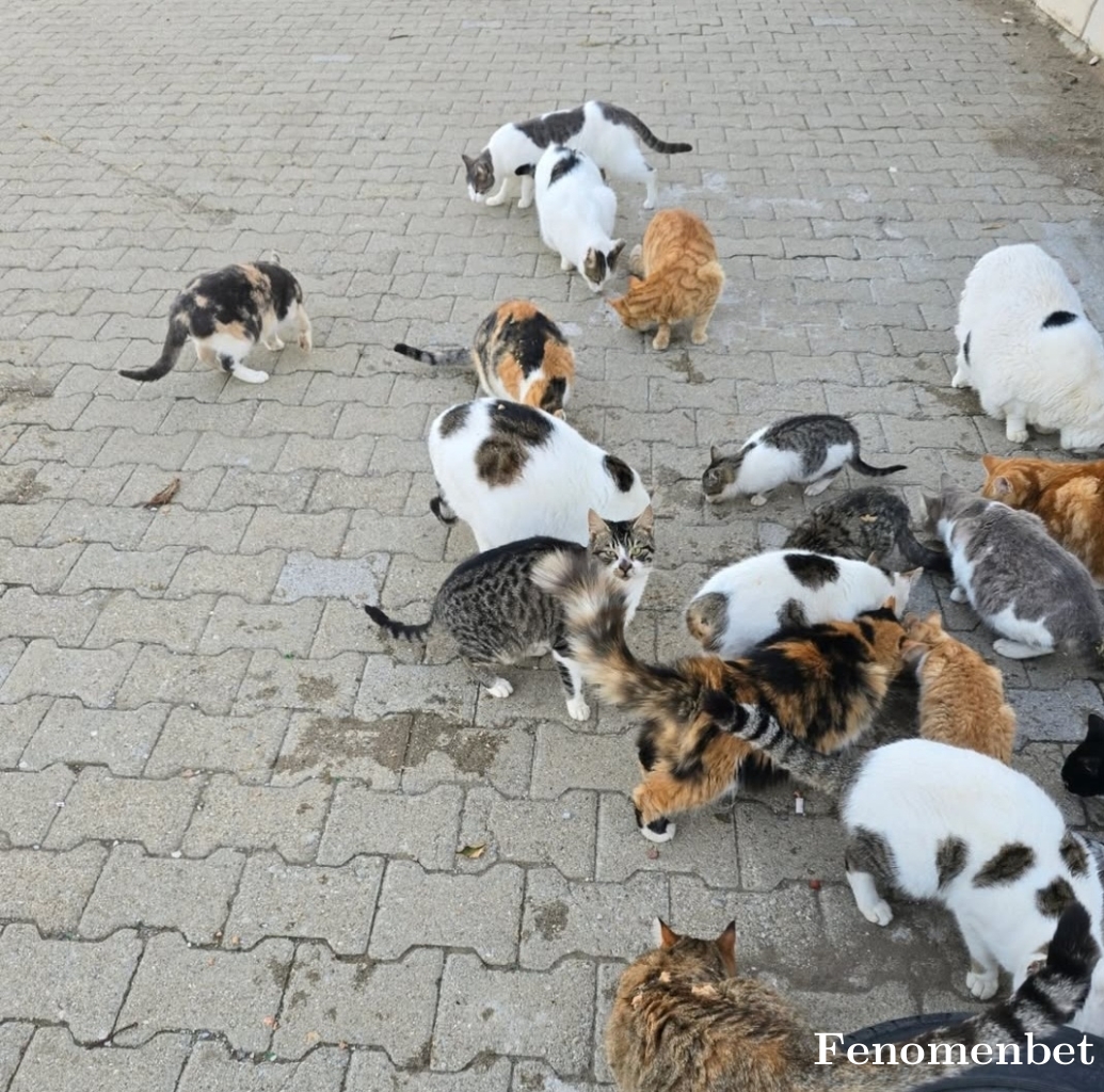 Bulut035 tarafından paylaşıldı