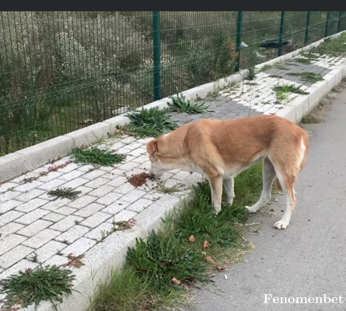 Dedeee27 tarafından paylaşıldı