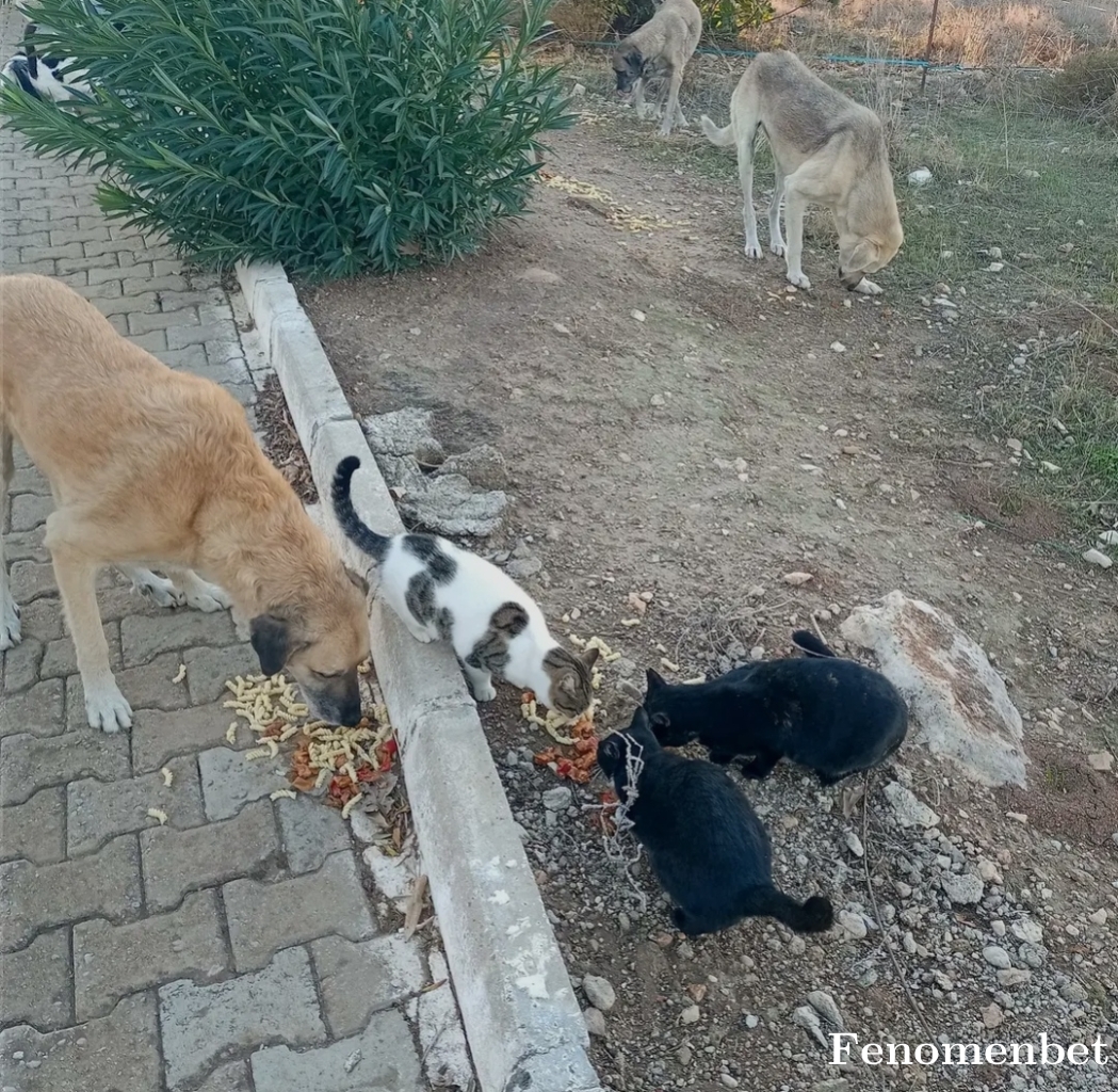 onurcana3 tarafından paylaşıldı