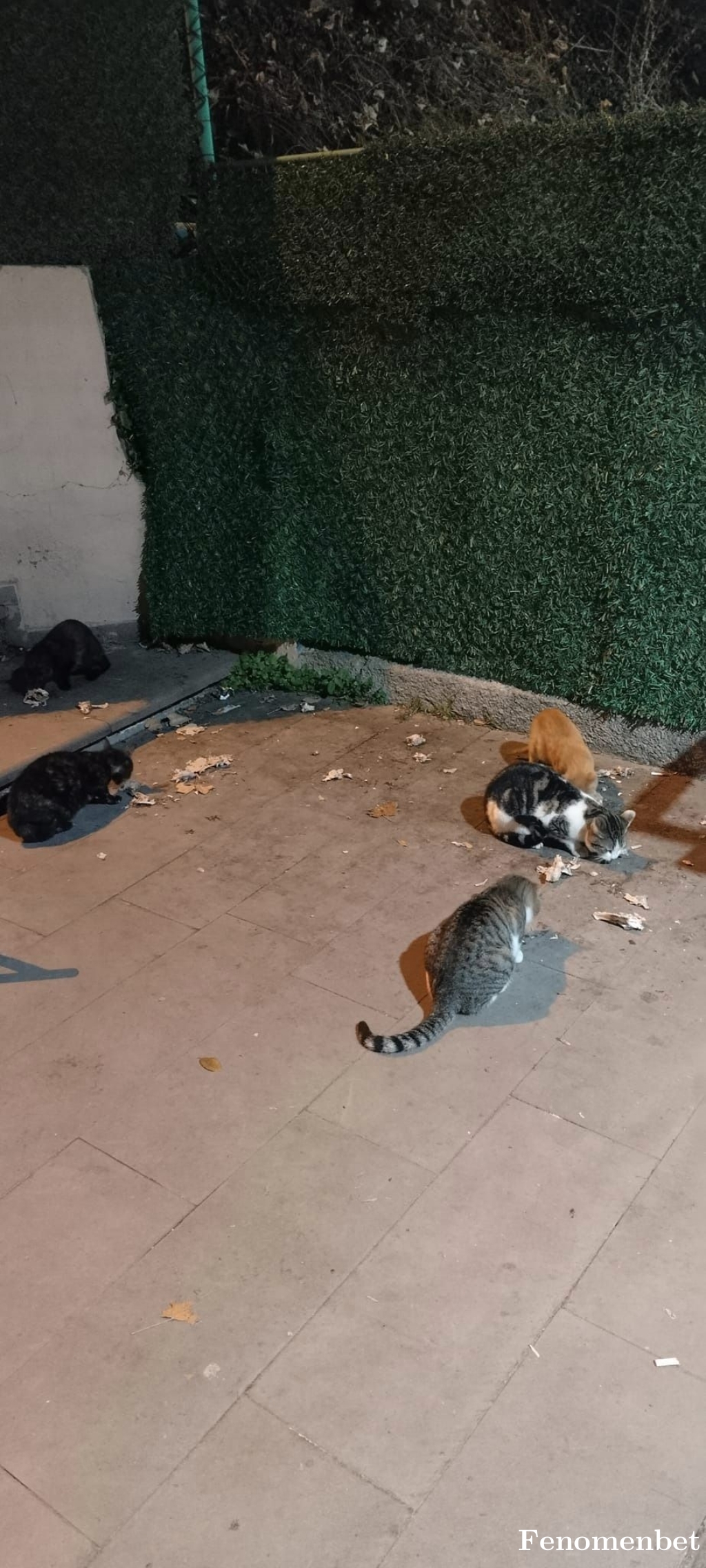 anshinpiti tarafından paylaşıldı