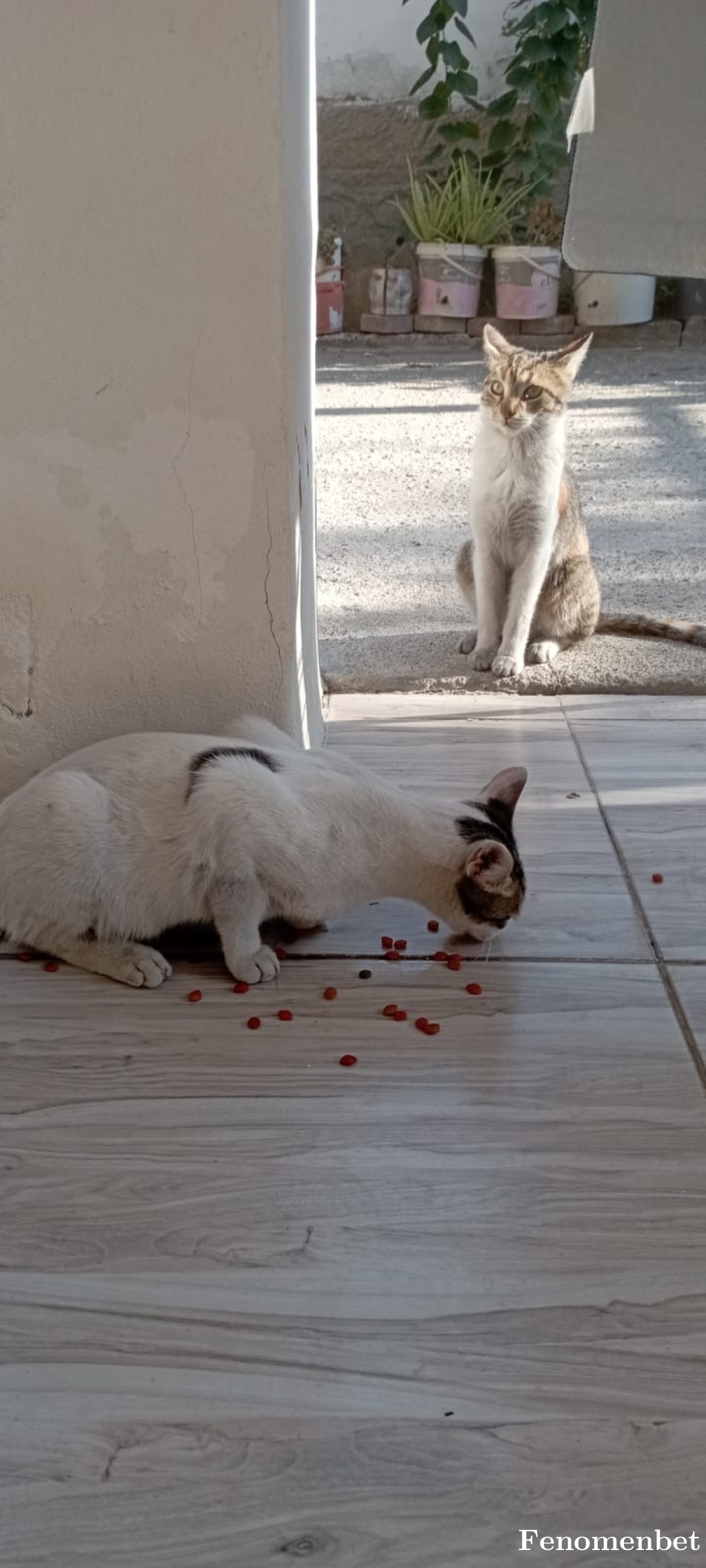 SibEmr tarafından paylaşıldı