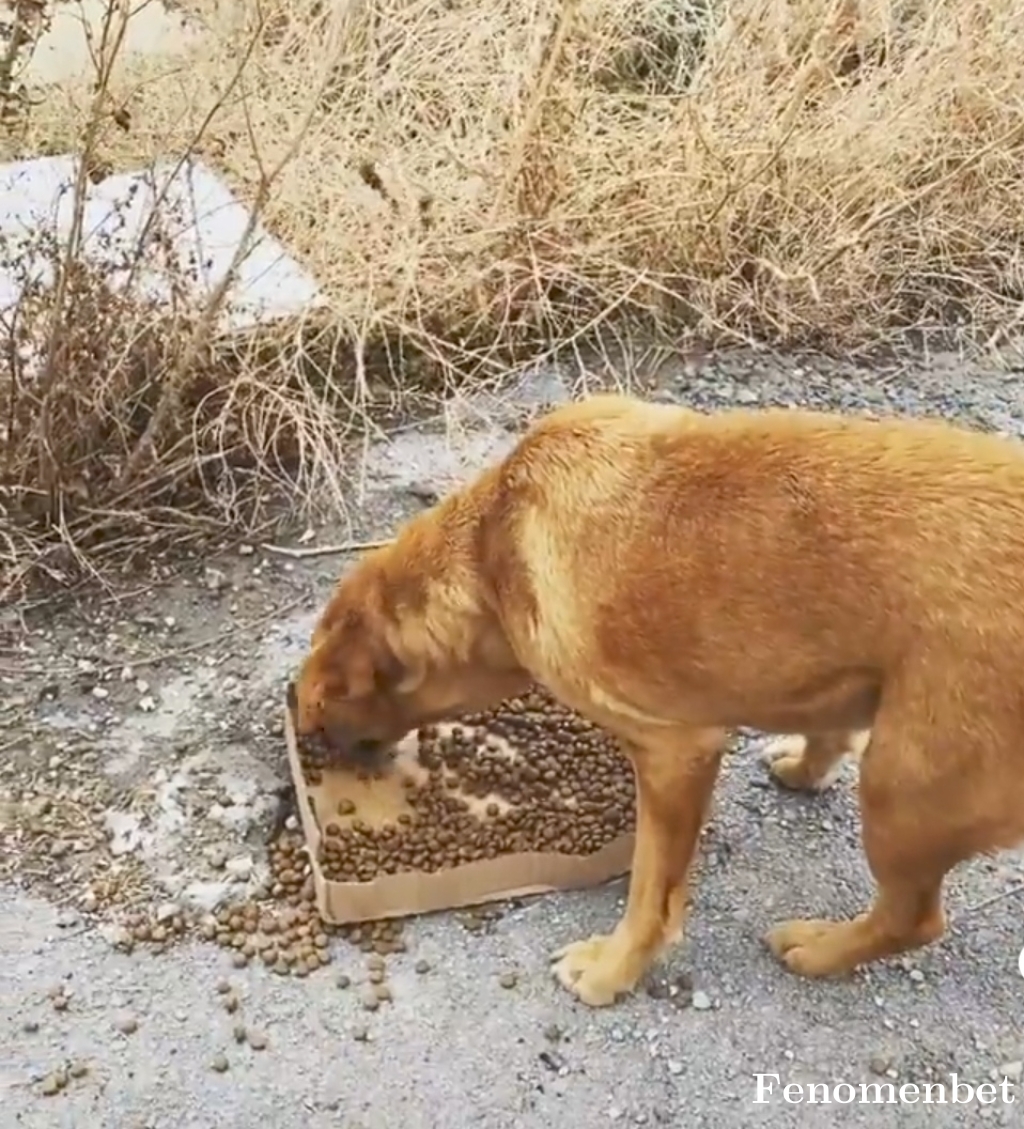 Dagcan tarafından paylaşıldı