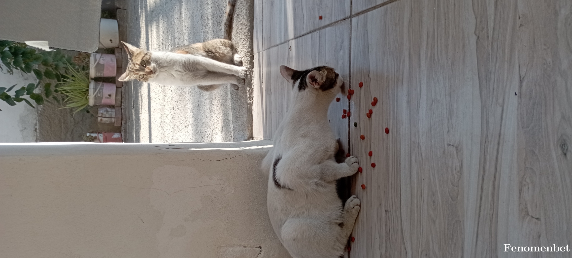 Eqho01 tarafından paylaşıldı