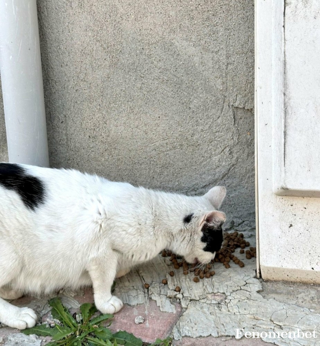 Petricyt tarafından paylaşıldı