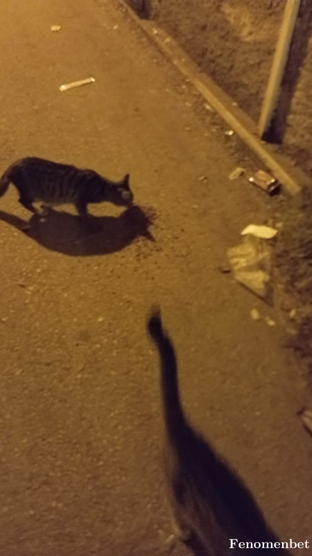 Elfdnmzz  tarafından paylaşıldı