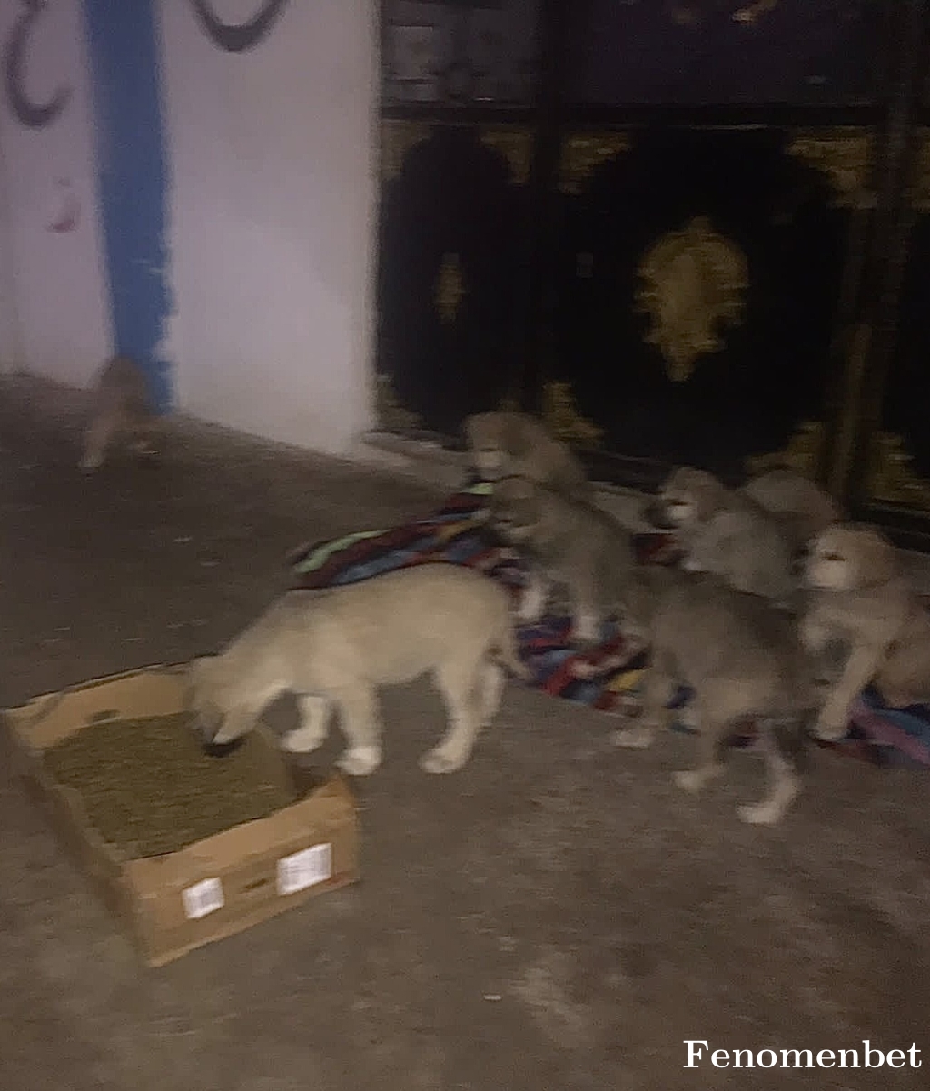 Bulut7878 tarafından paylaşıldı
