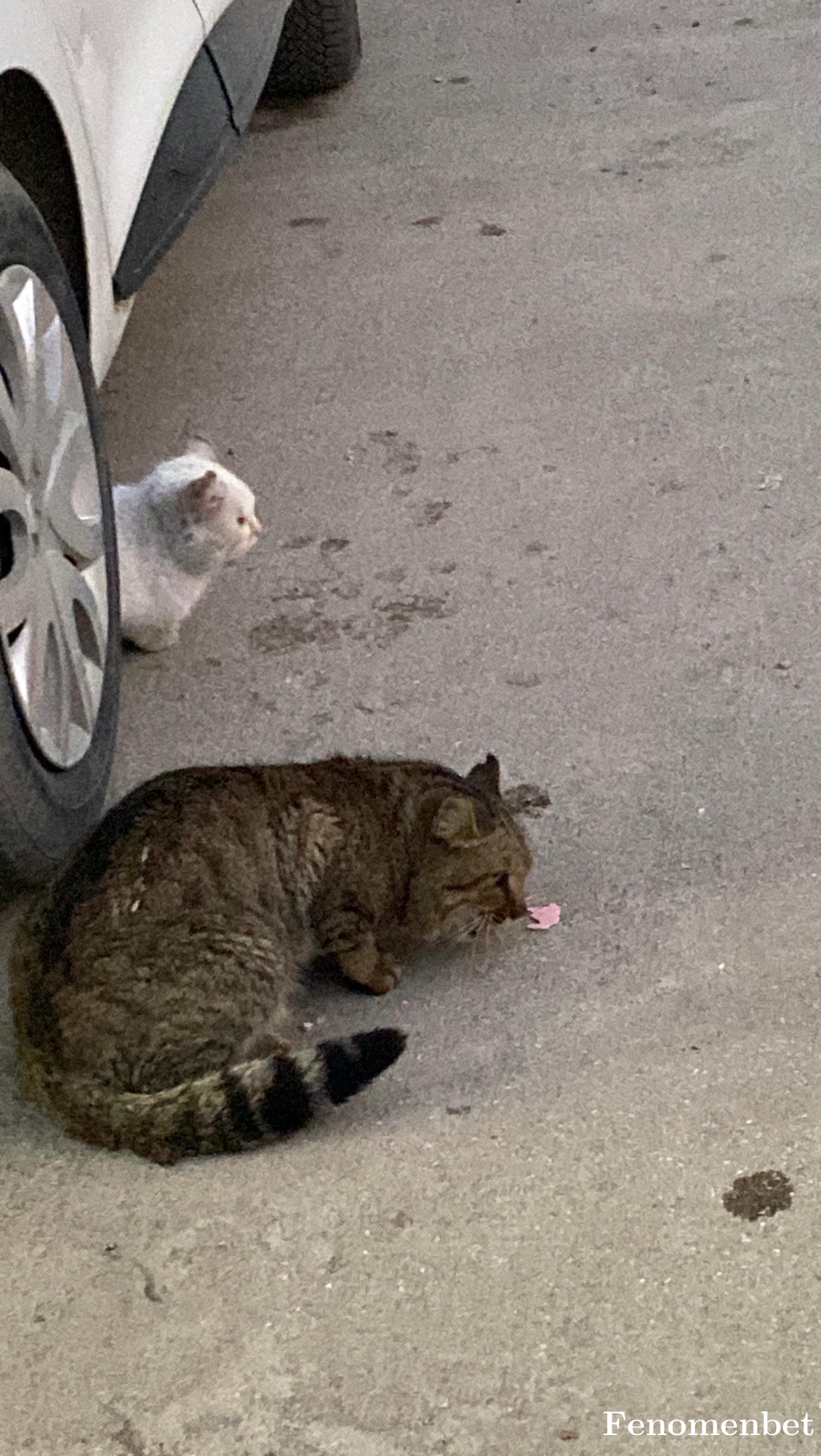 Atakankzlns tarafından paylaşıldı