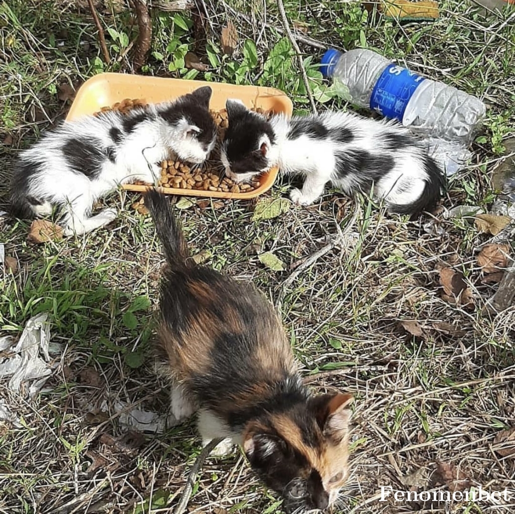 Ecewater tarafından paylaşıldı