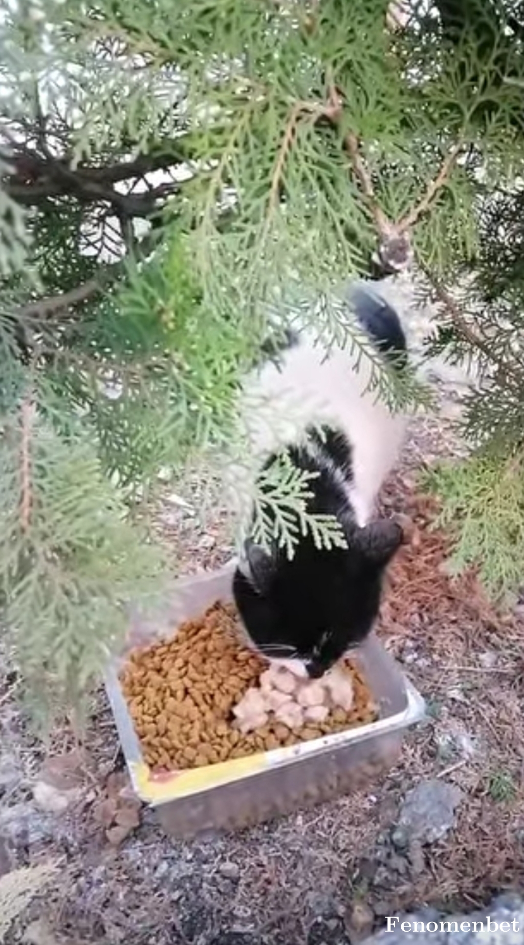 osmanx35  tarafından paylaşıldı