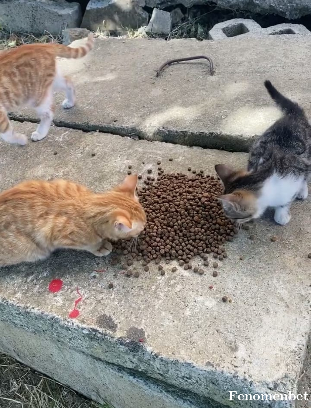 Emireis677 tarafından paylaşıldı