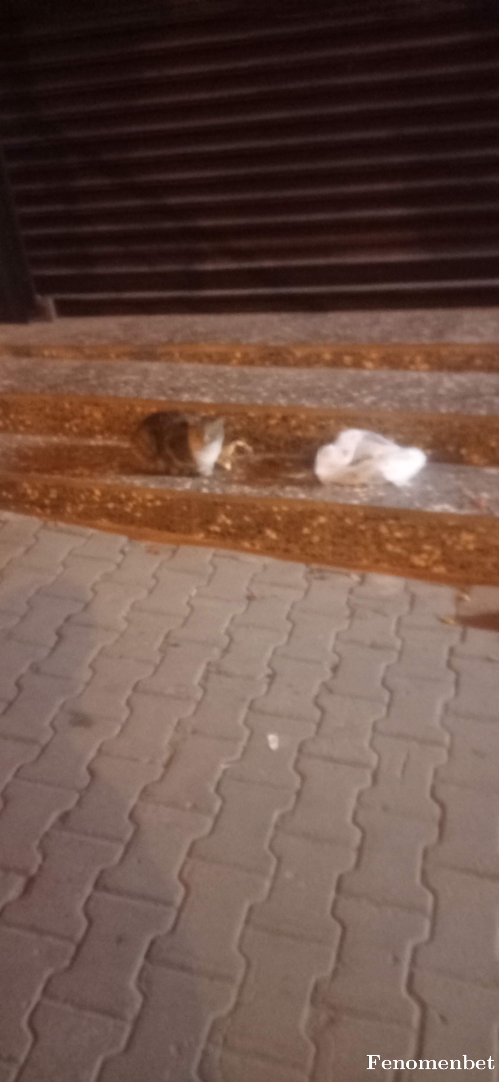 Mesutgullu tarafından paylaşıldı