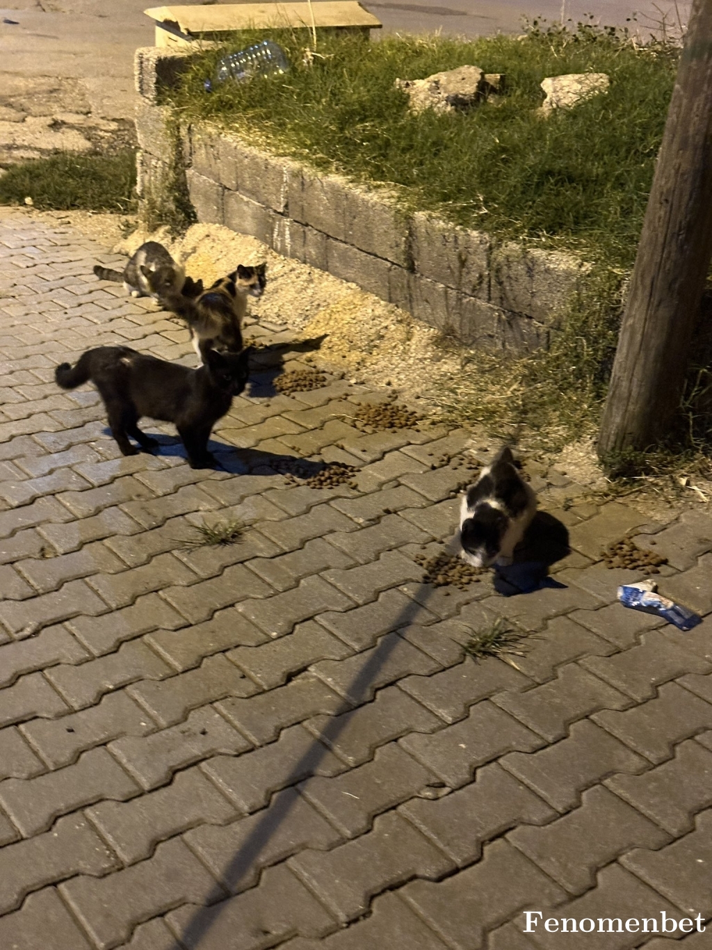 nopeace tarafından paylaşıldı