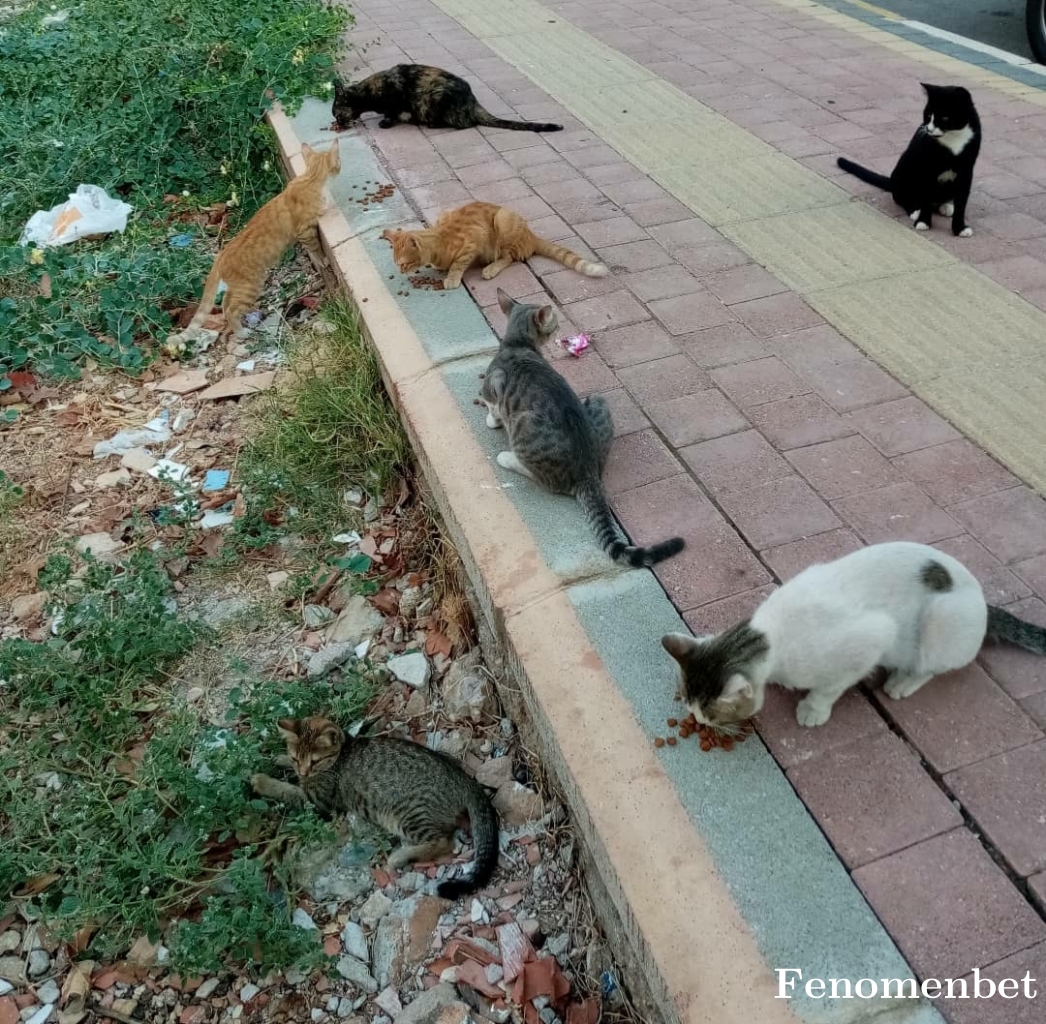 Mies09 tarafından paylaşıldı