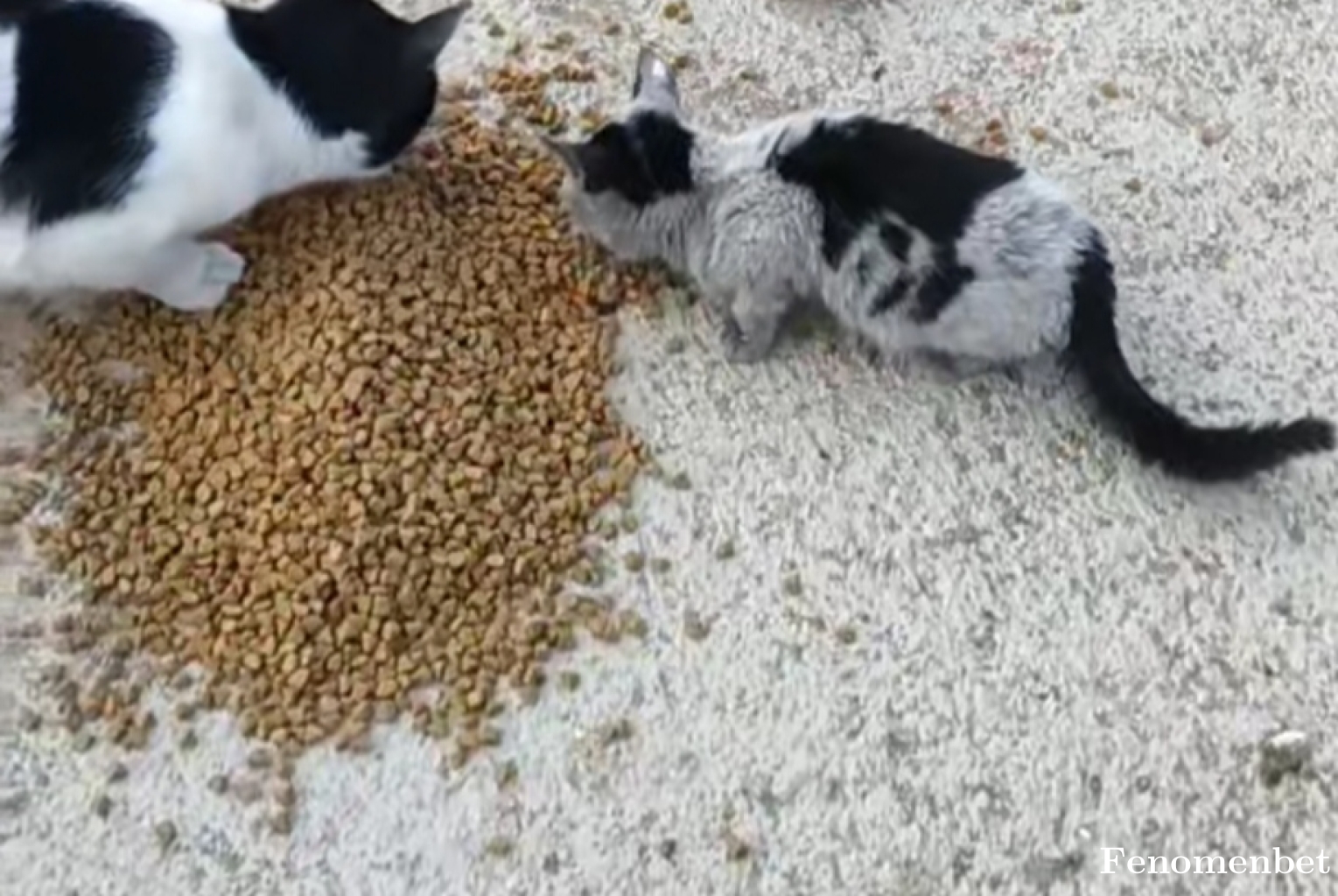 Halexs tarafından paylaşıldı