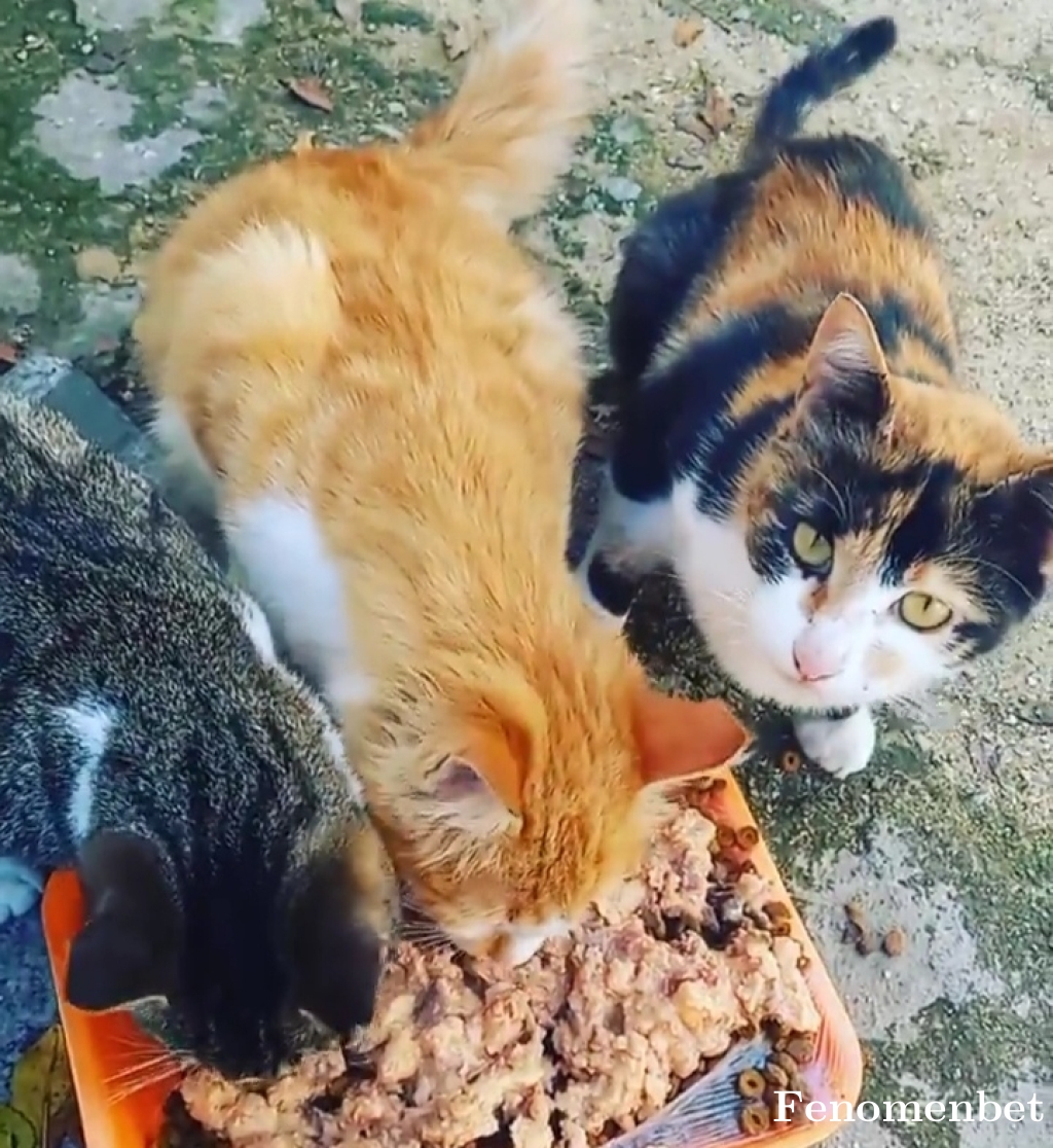 Dygalty  tarafından paylaşıldı