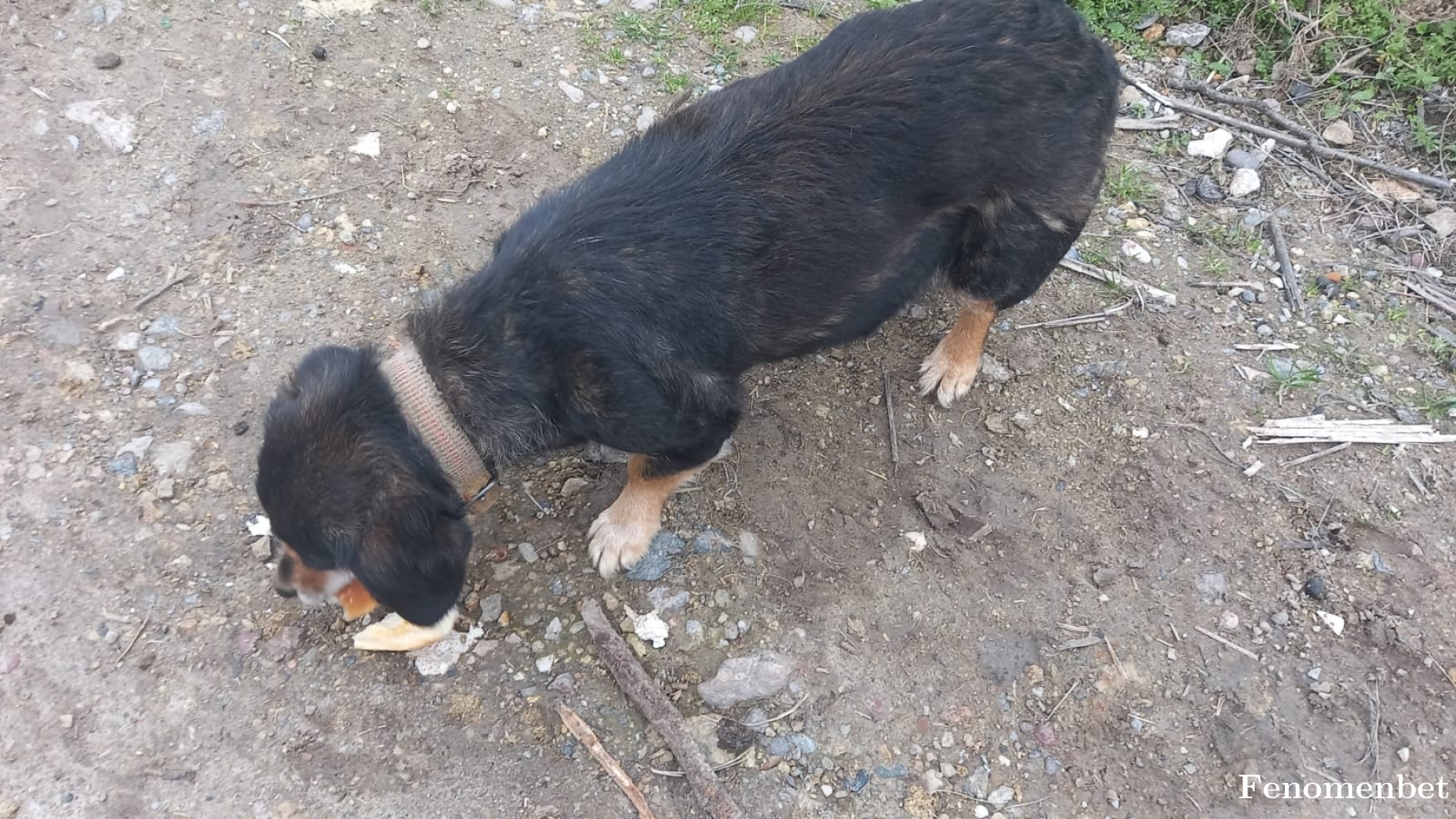 Giyotin35 tarafından paylaşıldı