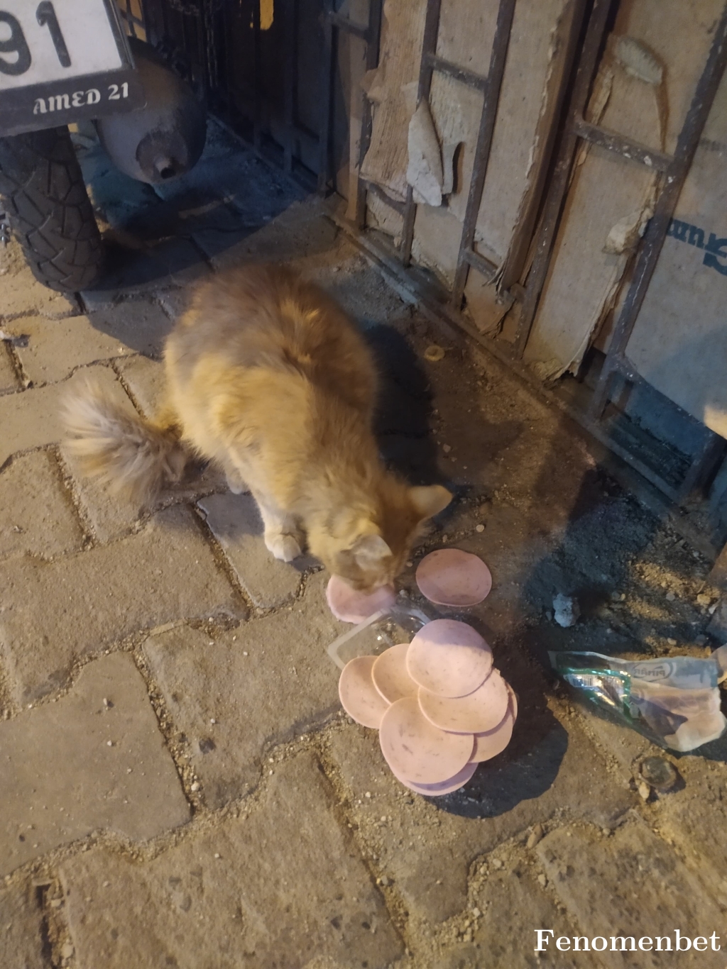 TheCato tarafından paylaşıldı