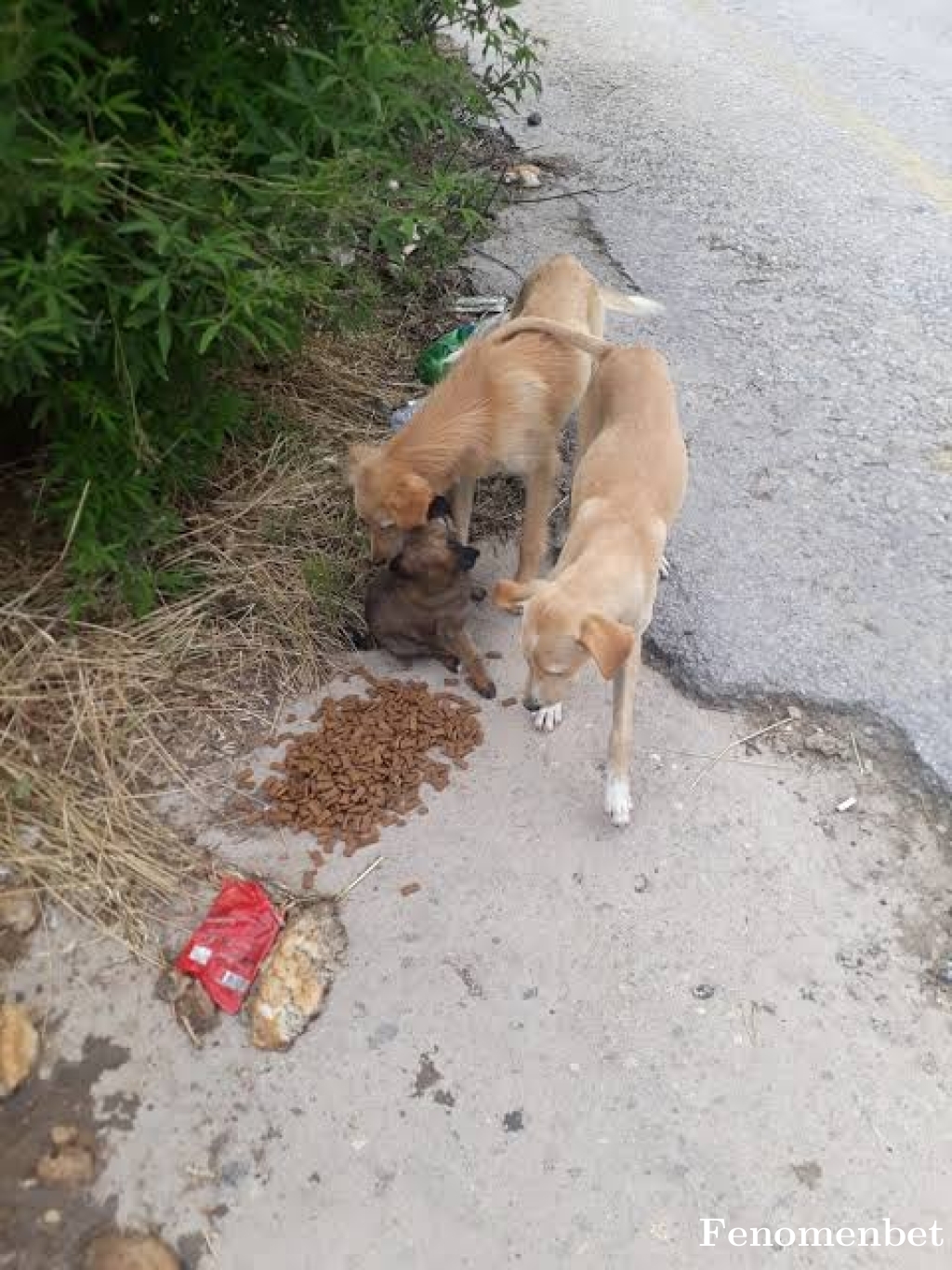 Saboreis tarafından paylaşıldı
