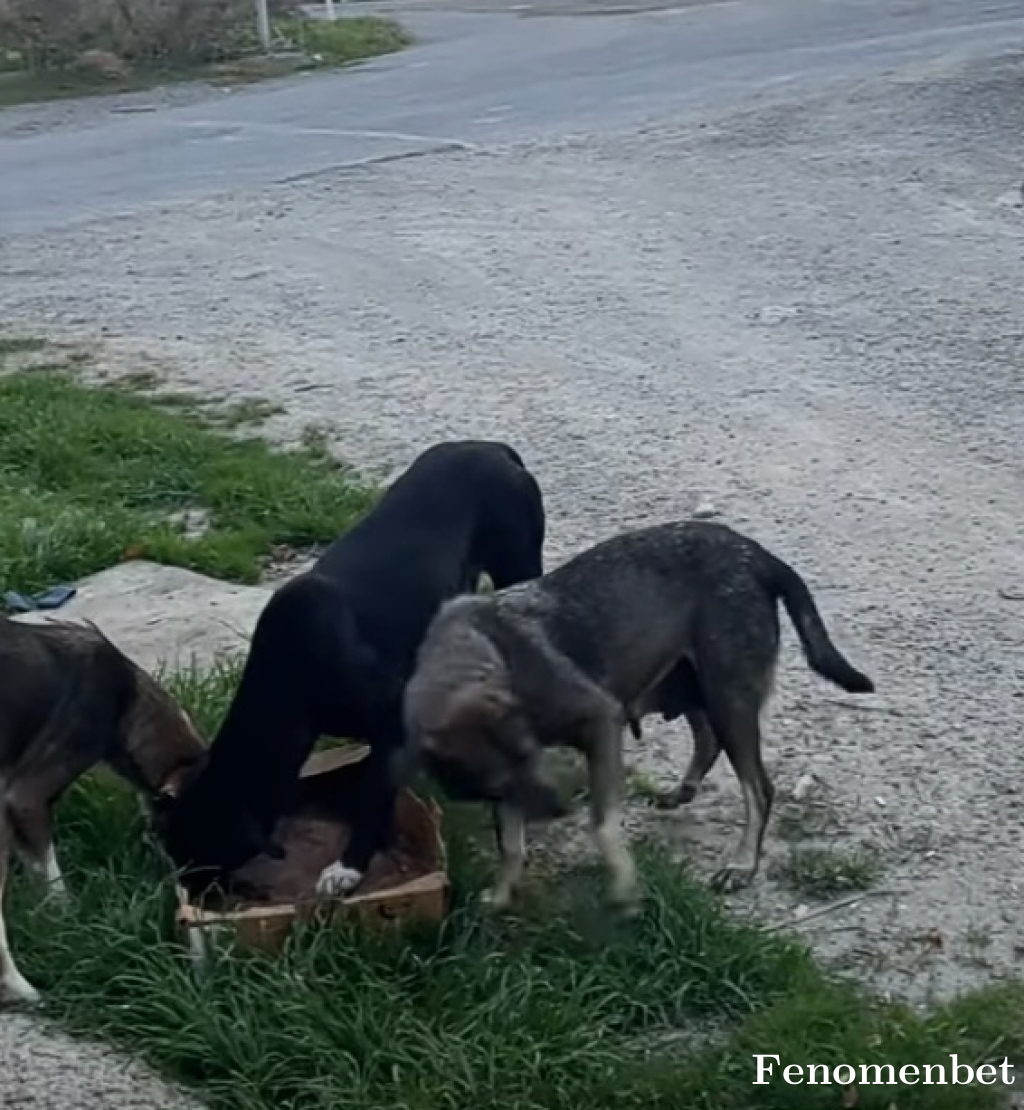 Profbahisci1 tarafından paylaşıldı