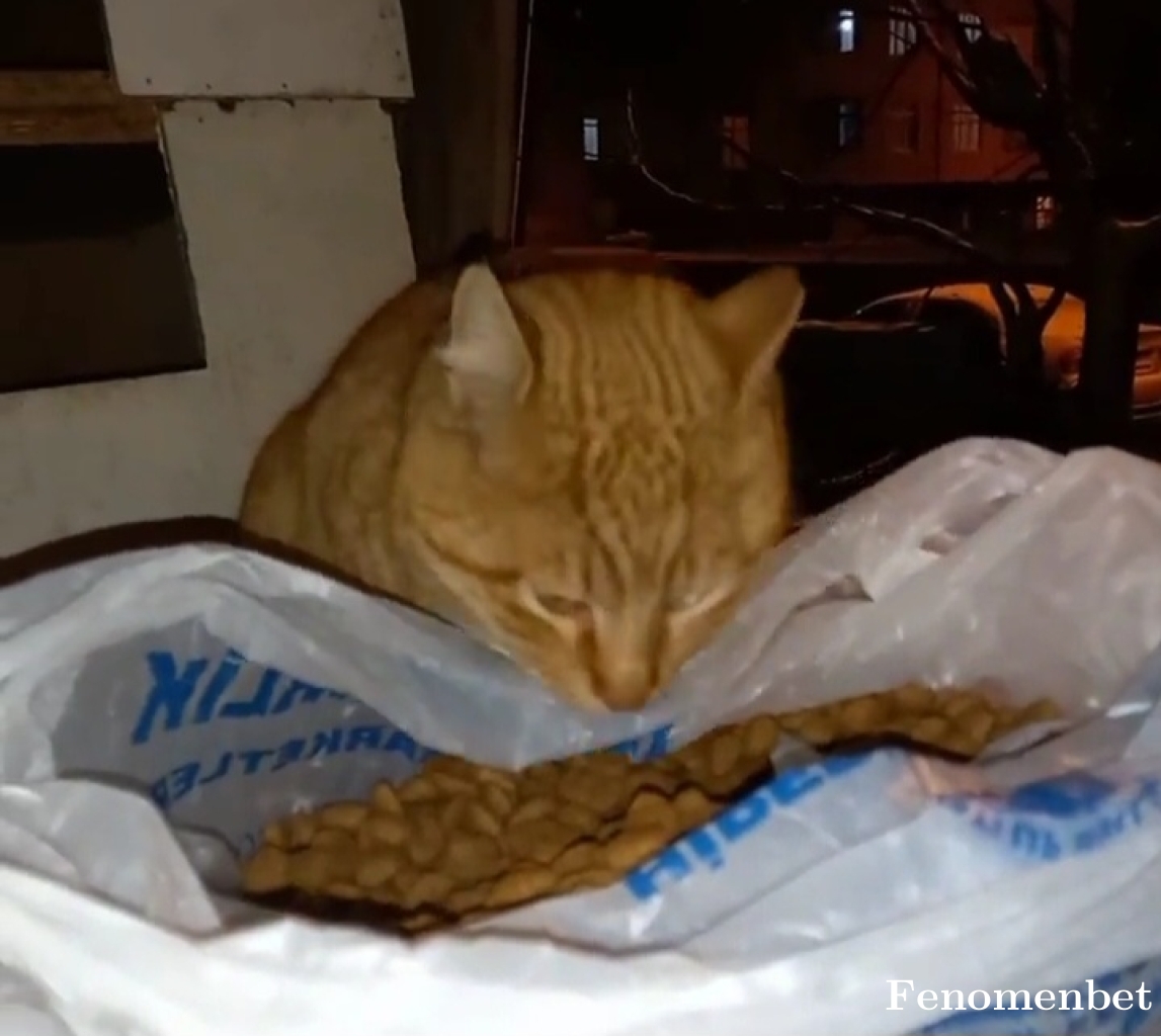 erkamking07 tarafından paylaşıldı