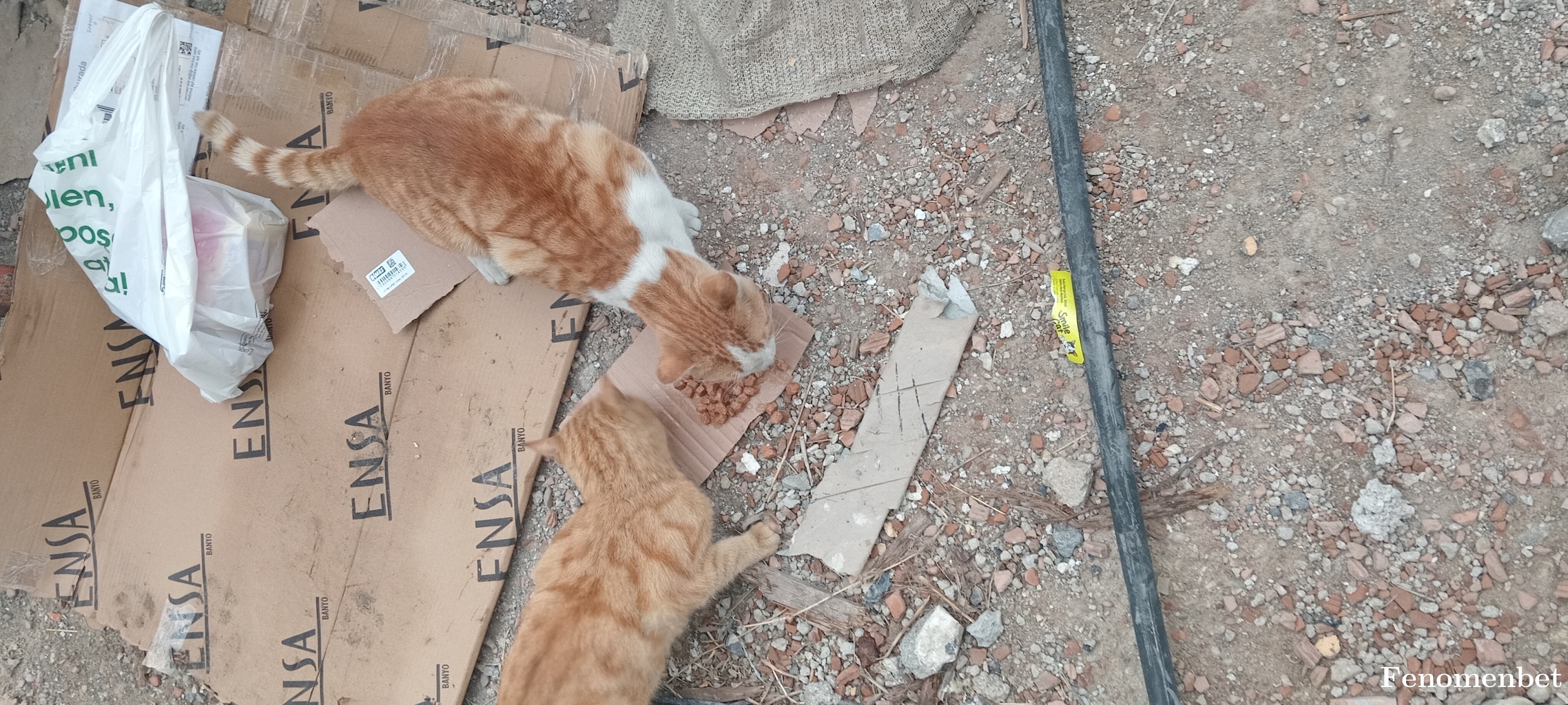 Fernebahce tarafından paylaşıldı