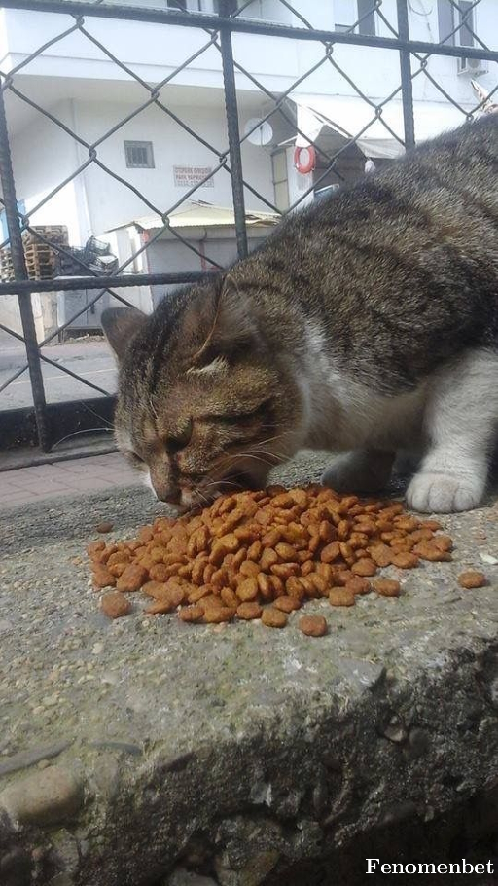 Misanya tarafından paylaşıldı