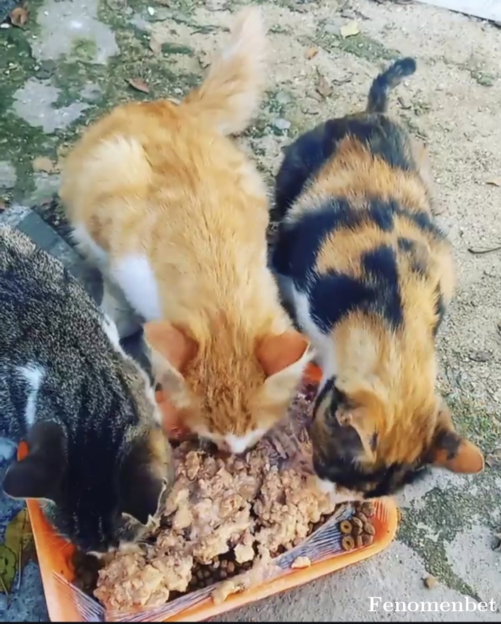Niho00 tarafından paylaşıldı