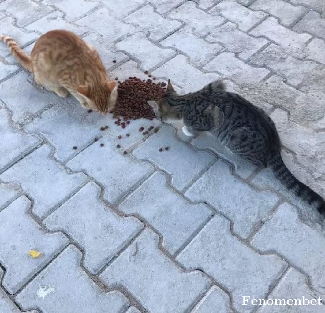 Sengul78  tarafından paylaşıldı